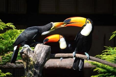 Meet The Adorable Baby Toucan - Bird Advisors