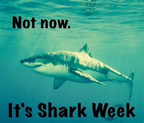 Shark Week Funny Meme Shark Week Memes, Shark Week Funny, Shark Meme ...