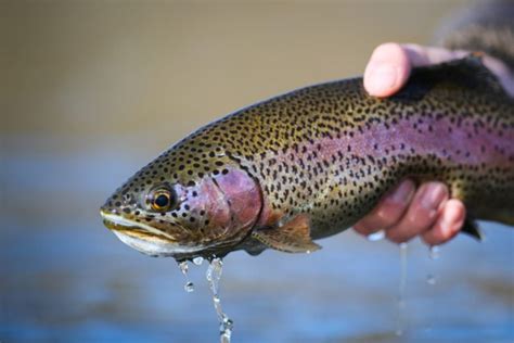 Rainbow Trout Facts and Species Info - Fishmasters.com