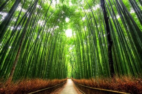 Sagano Bamboo Forest (Kyoto, Japan) - Amazing World