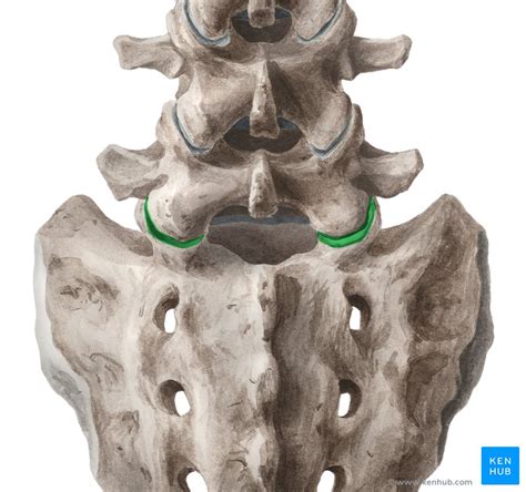 Lumbosacral joint: anatomy, ligaments and movements | Kenhub