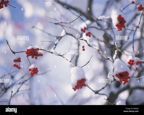 A Fruit In The Snow Stock Photo - Alamy