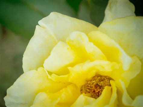 Yellow rose in a garden. - On Havana Street Aurora, CO