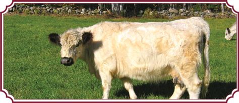 Rocky Meadow Farm | Galloway Cattle Breeders and Consumer Beef Producers