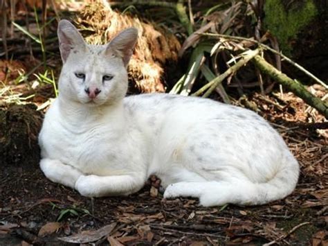 Leucistic Bobcat | Serval, Animals, Melanistic