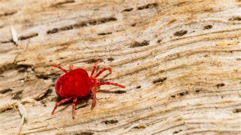 How To Get Rid Of Chiggers? – Forbes Home