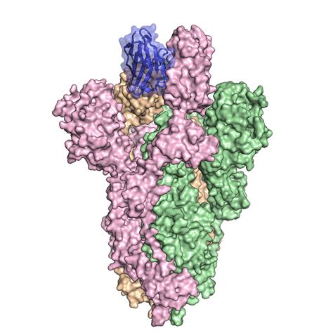 Scientists create COVID-19 treatment using llama antibodies - Big Think