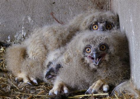 Eagle owl reintroduction programme complements Danube Delta food chain | Rewilding Europe