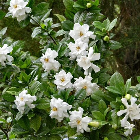 Frost Proof Gardenia | PlantAddicts.com