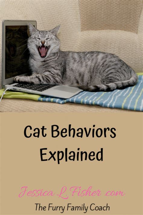 Surprising Cat Behavior Facts You Need to Know