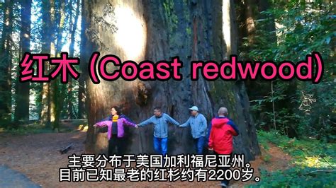 红木 Coast redwood/美国加州红木公园 - YouTube