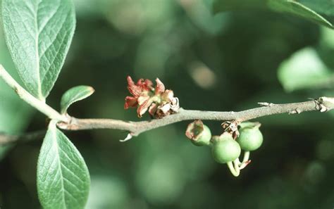 Blueberry | Diseases and Pests, Description, Uses, Propagation