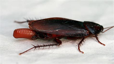 Cockroach with ootheca - Entomology Today