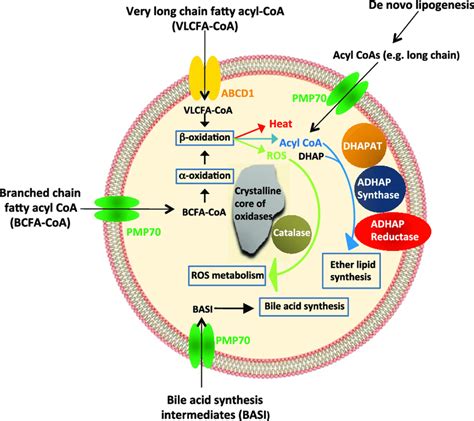 Structure and Functions of Peroxisomes | Download Scientific Diagram