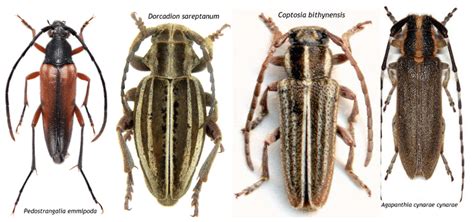 New records of Cerambycidae from Iran. | Download Scientific Diagram