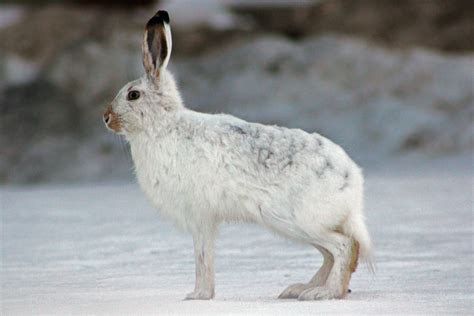 Arctic Hare Facts and Adaptations - Lepus arcticus