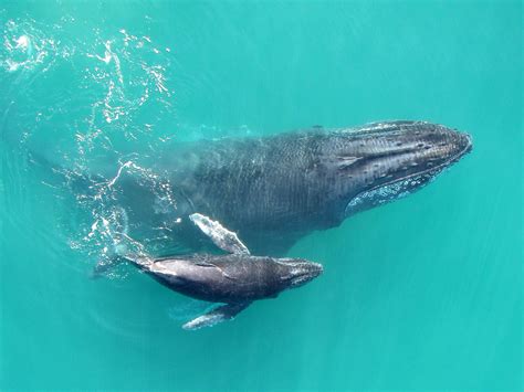 Recordings Reveal That Baby Humpback Whales 'Whisper' To Their Mothers : The Two-Way : NPR