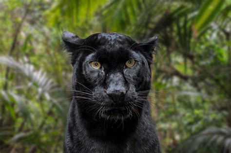 Photographer spots rare black leopard on safari in India