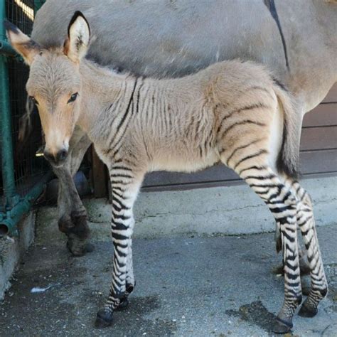 17+ best images about Zonkey on Pinterest | Adorable babies, Donkeys ...