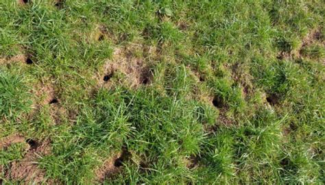 Small Holes in Lawn Overnight? Causes + How to Fill Them - LawnsBesty