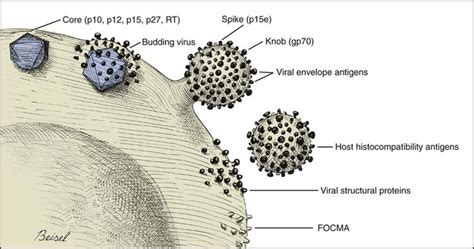 Feline Leukemia Virus Infection | Veterian Key