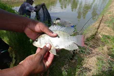 Fish Farming Techniques: చేప పిల్లల పెంపకంలో పాటించవలసిన మెళకువలు.! - Eruvaaka