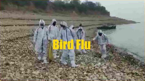 Bird Flu Outbreak: What Is H5N1? Symptoms, measures & treatment methods for Avian influenza