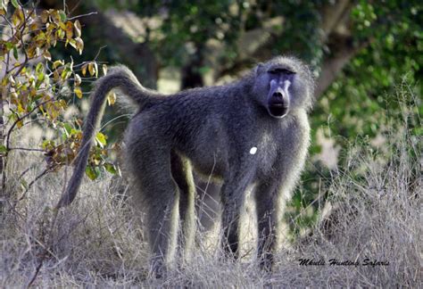 Hunting baboons in South Africa | African Bushbuck Adventures