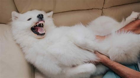 Samoyed Brushing Guide (How to & How Often) | Paws and Learn