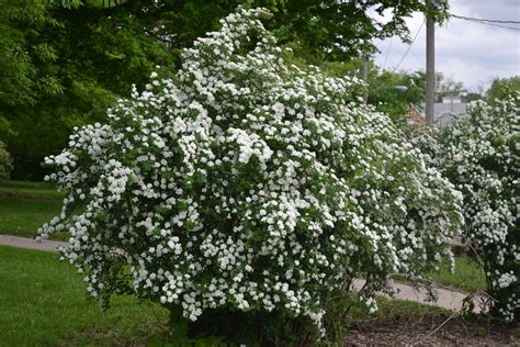 Snowmound Spirea | Spirea, Shrubs, Flowering shrubs