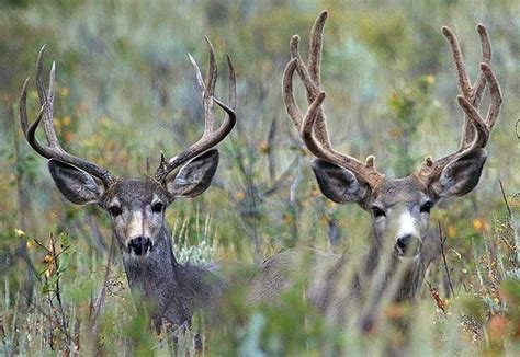 Utah Wildlife Board approves 2019 big game hunts