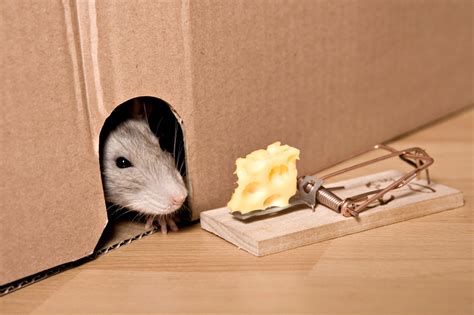 Do Mice like Cheese? | ABC Austin Blog