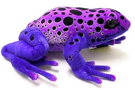 Funny purple poison dart frog |Funny Animal