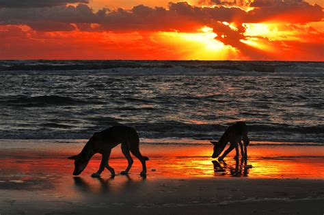 Camping on Fraser Island - Travel Photography