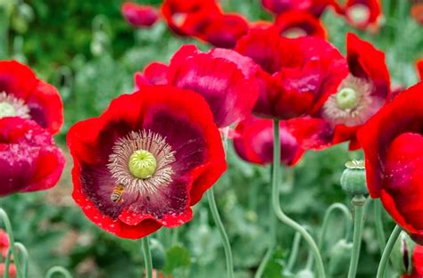 Papaver somniferum 'Cherry Glow' (Opium Poppy)