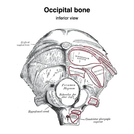 Condyloid Canal Occipital Bone