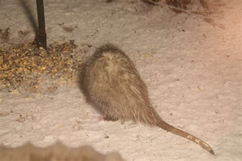 Possum & the early Spring snow - Opossum at the Bird Feede… | Flickr