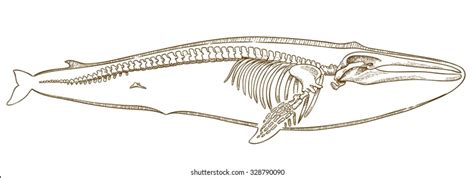 Blue Whale Skeleton Diagram