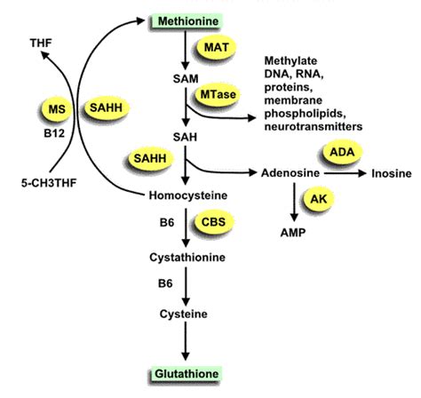 The Glutathione/Sulfation/Methylation Pathway | Methylation, Glutathione, Inosine