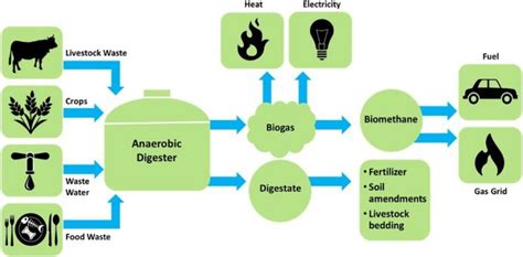 Biotechnology Examples in Everyday Life – StudiousGuy