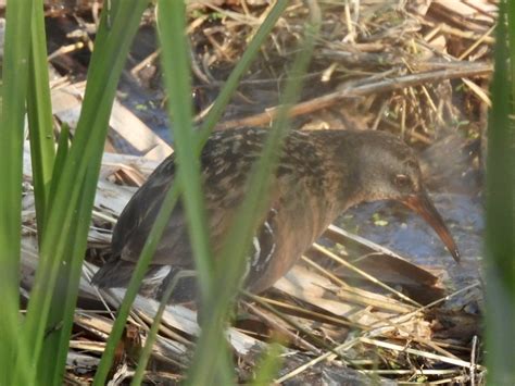 eBird Checklist - 17 May 2023 - Magee Marsh--Boardwalk - 58 species