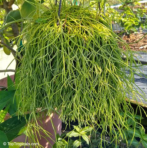 Rhipsalis sp., Mistletoe