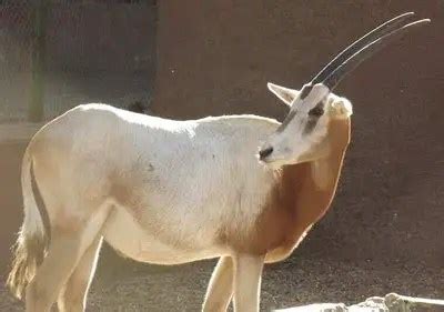 Scimitar Horned Oryx | The Animal Facts