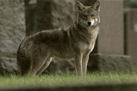 Meet The Coywolf: Susan Fleming Film Looks At The Hybrid In Our Midst