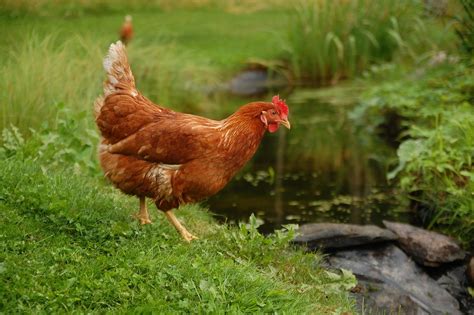 Golden Comet Chickens: Everything You Should Know (Breed Guide)