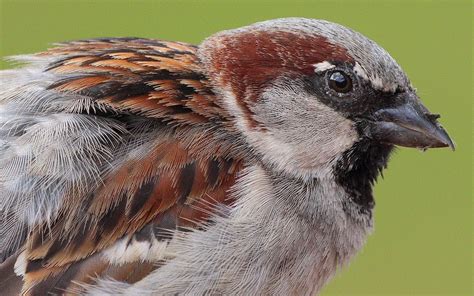 Image: Passer domesticus male head and plumage (Germany,Eppelheim)