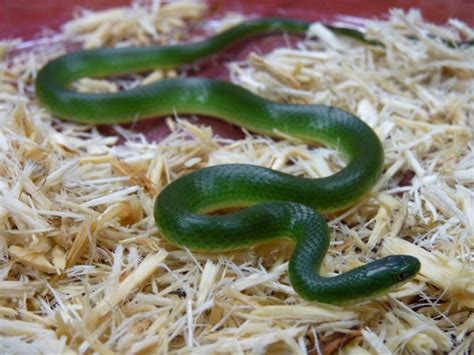 Smooth Green Snake Facts and Pictures | Reptile Fact