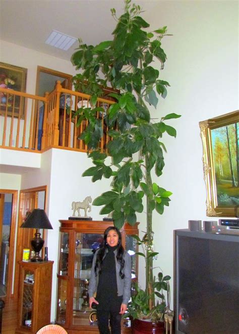 Growing Avocados Indoors | Miscellaneous | Pinterest | Indoor, Large indoor plants and Avocado