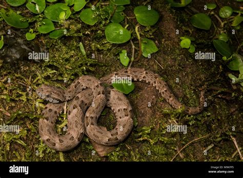 The fer de lance (Bothrops atrox) is South Americas most dangerous snake. It is common and packs ...