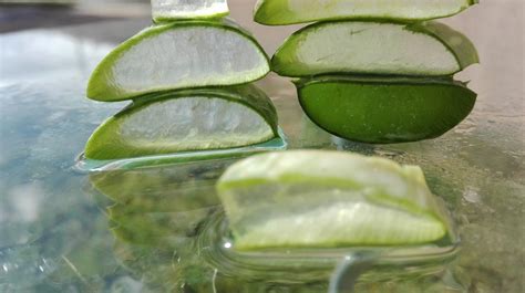 Trata la alergia en la piel con el aloe vera – Ejove.es